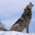 El lobo: Algo de su historia, biología y ecología